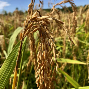 Tidewater Gold Rice