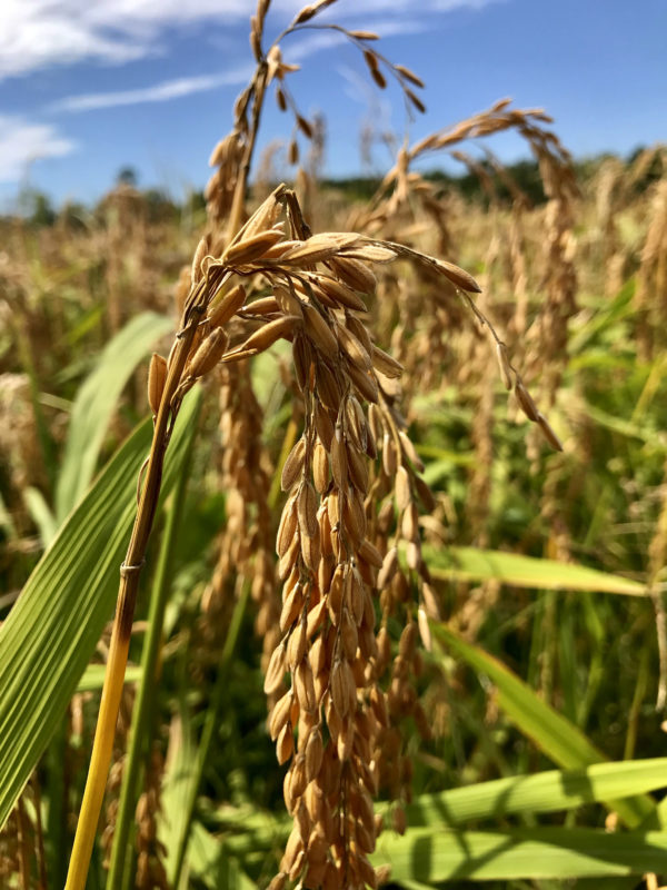 Tidewater Gold Rice