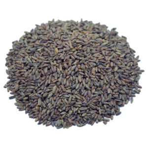 Rye