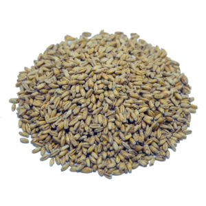 Triticale