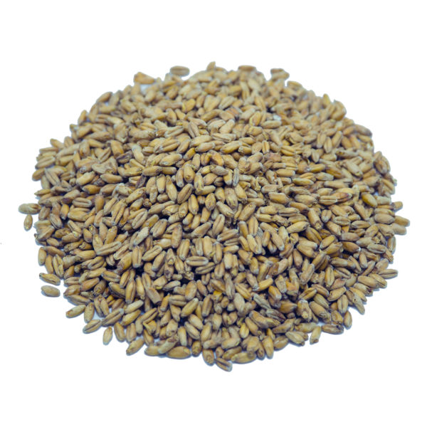 Triticale