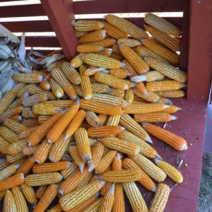 Tuxpeño Corn