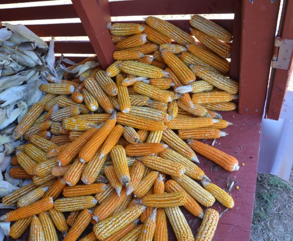 Tuxpeño Corn