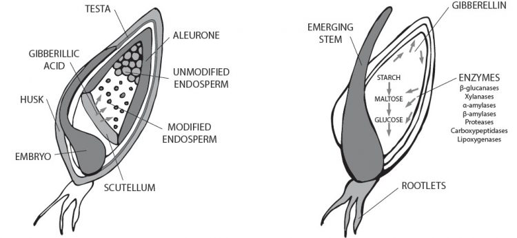 Grain Anatomy