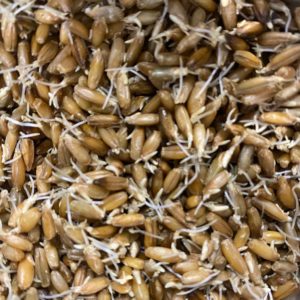 Seashore Black Rye