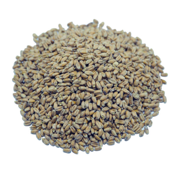 Winter Wheat